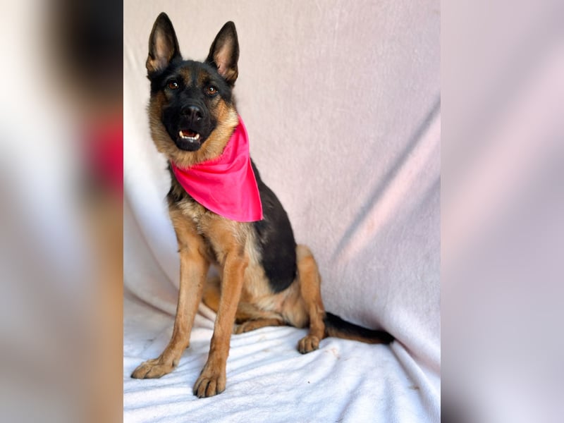 Fine - Hübsche Schäfer-Mix-Hündin sucht aktives Zuhause!