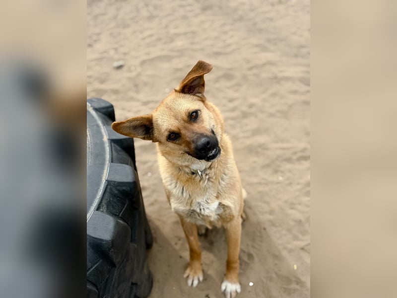 Kajla - Liebevolle Hündin sucht ihr Happy-End!