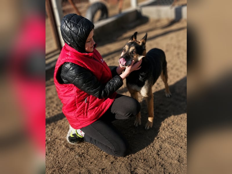 Roni - Treuer Senior mit großem Herzen wartet auf sein Happy End