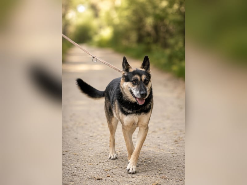 Roni - Treuer Senior mit großem Herzen wartet auf sein Happy End