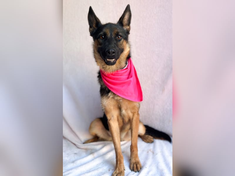 Fine - Hübsche Schäfer-Mix-Hündin sucht aktives Zuhause!