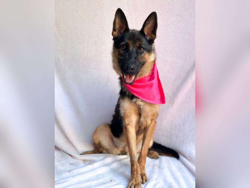 Fine - Hübsche Schäfer-Mix-Hündin sucht aktives Zuhause!