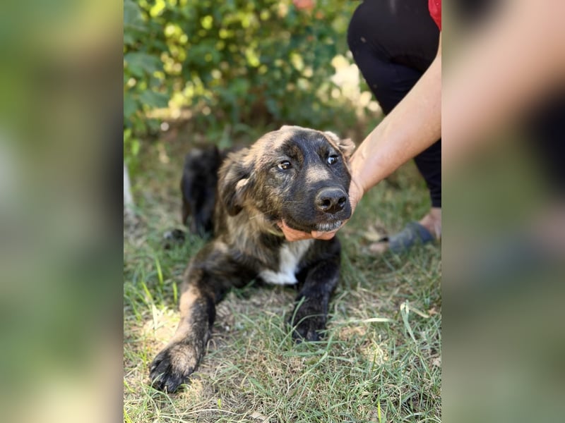 Megara - Kleine Kämpferin wartet auf ihre zweite Chance