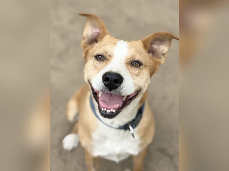 Baki - Freundlicher Hundejunge sucht aktive Menschen!