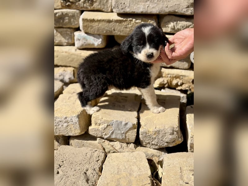 Filius- Kleiner Entdecker sucht seine Familie fürs Leben
