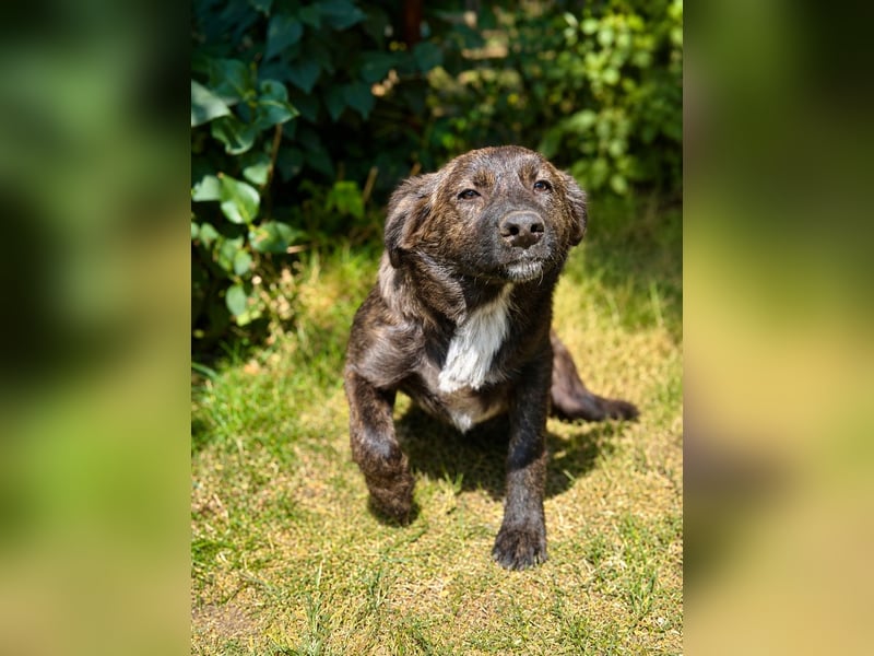 Megara - Kleine Kämpferin wartet auf ihre zweite Chance