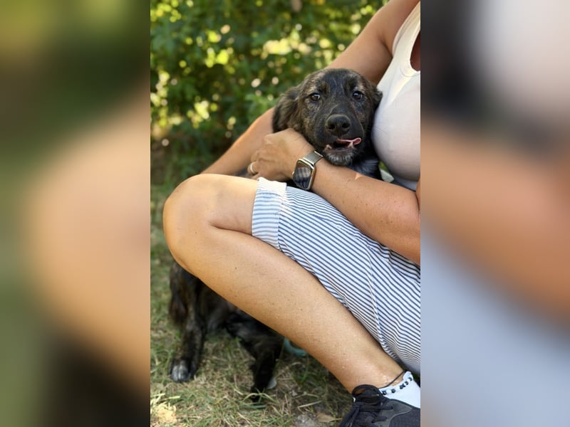 Megara - Kleine Kämpferin wartet auf ihre zweite Chance