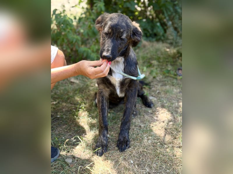 Megara - Kleine Kämpferin wartet auf ihre zweite Chance