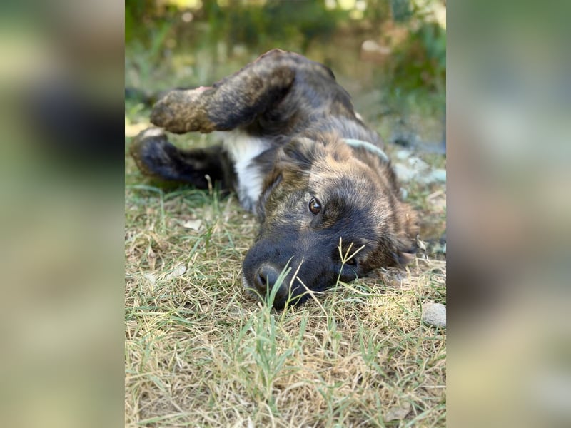 Megara - Kleine Kämpferin wartet auf ihre zweite Chance