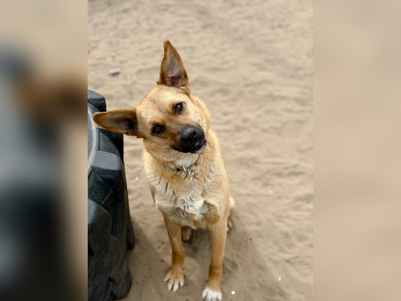 Kajla - Liebevolle Hündin sucht ihr Happy-End!