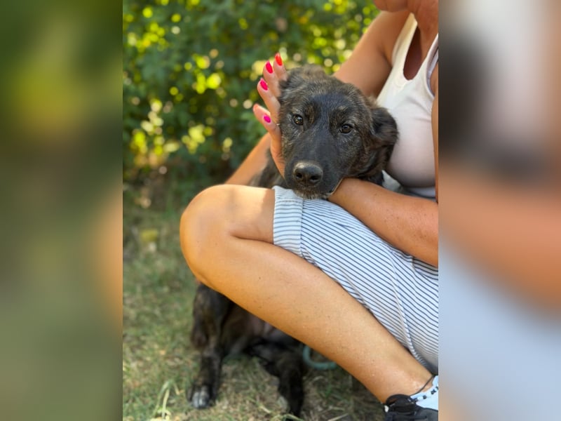 Megara - Kleine Kämpferin wartet auf ihre zweite Chance