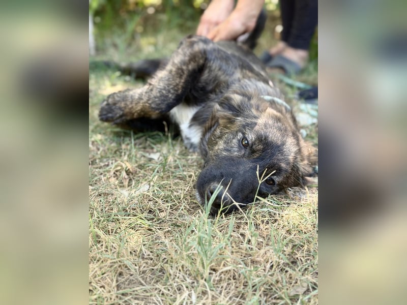 Megara - Kleine Kämpferin wartet auf ihre zweite Chance