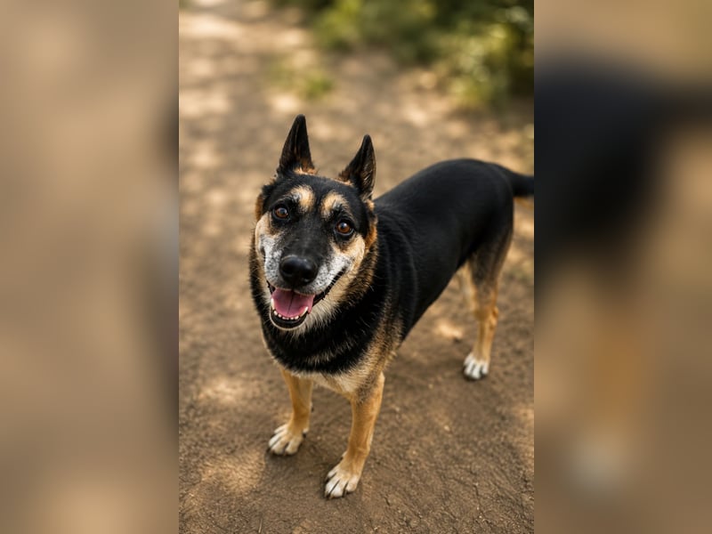 Roni - Treuer Senior mit großem Herzen wartet auf sein Happy End