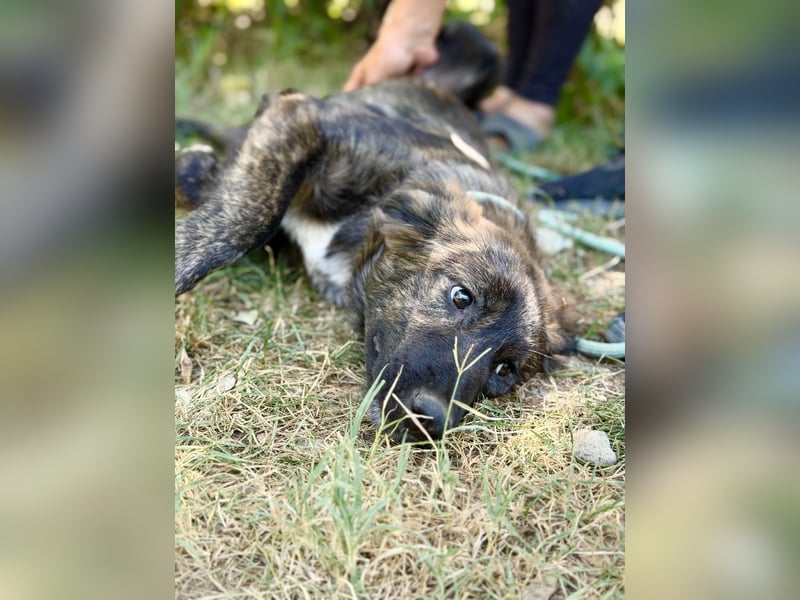 Megara - Kleine Kämpferin wartet auf ihre zweite Chance