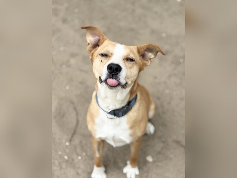 Baki - Freundlicher Hundejunge sucht aktive Menschen!