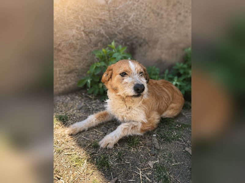 Dodo -  Sanfte Seele sucht Menschen mit Herz und Geduld!