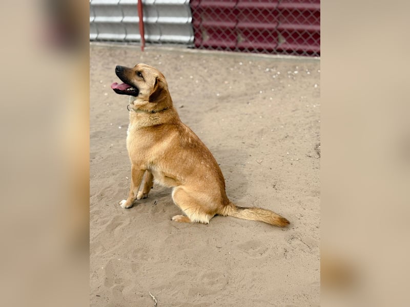 Kajla - Liebevolle Hündin sucht ihr Happy-End!