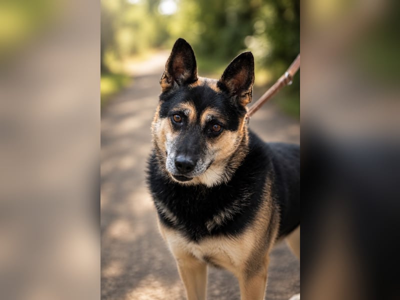 Roni - Treuer Senior mit großem Herzen wartet auf sein Happy End