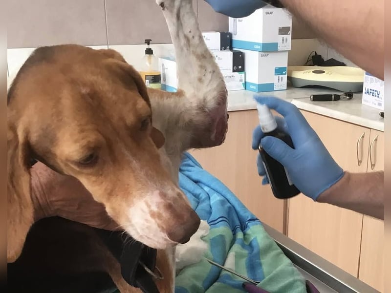 HERA, ein 3Beinchen, aber eine ganz besondere Hündin