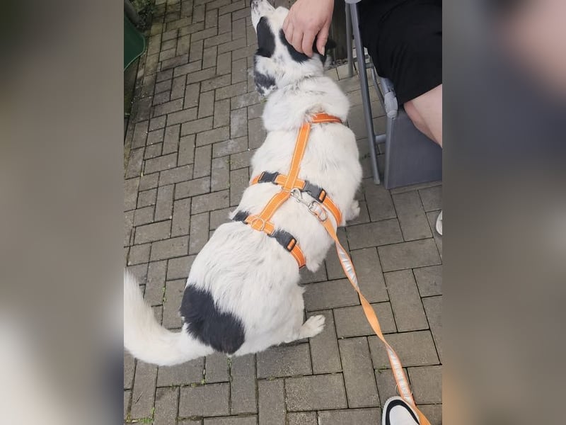 Leider sucht Rocky unverschuldet wieder