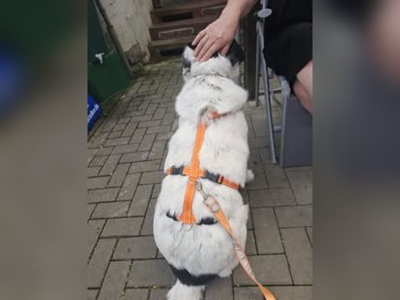 Leider sucht Rocky unverschuldet wieder