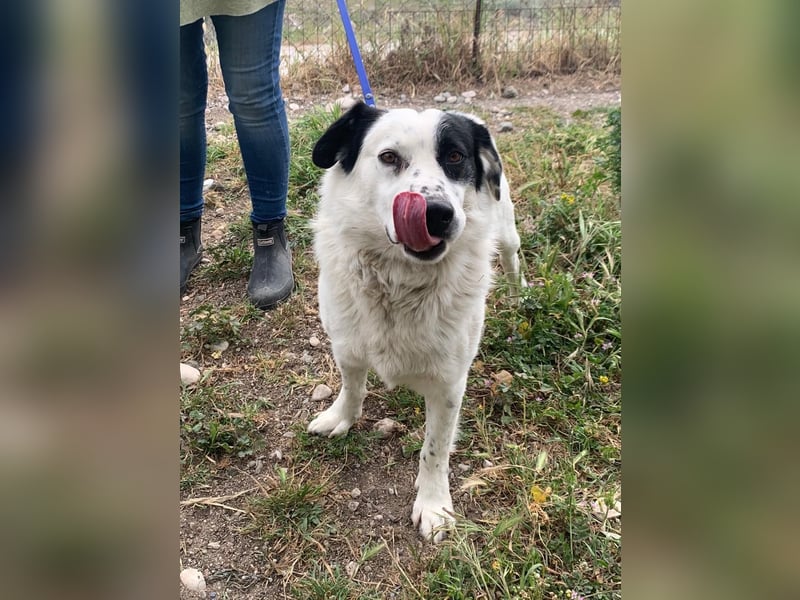 Leider sucht Rocky unverschuldet wieder