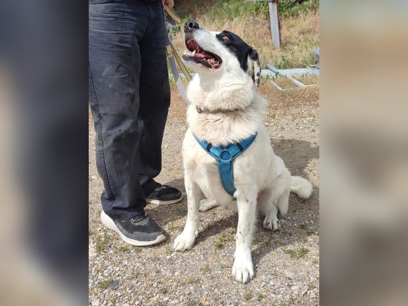 Leider sucht Rocky unverschuldet wieder