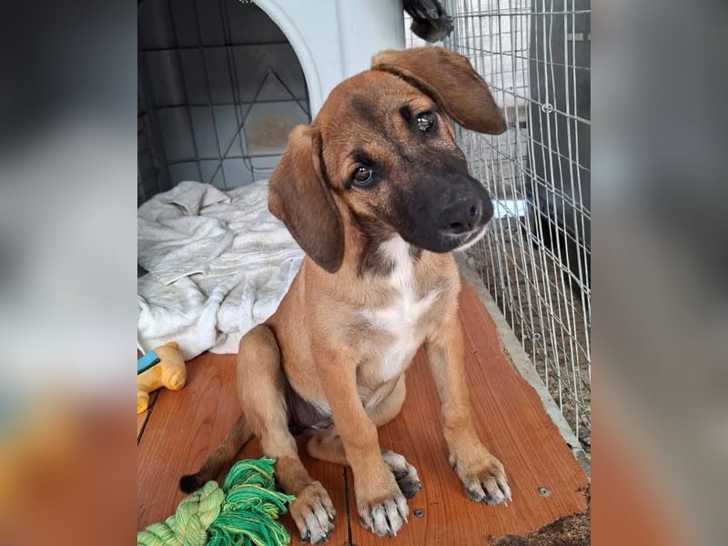 LOLA, eine wunderschöne stattliche Hündin