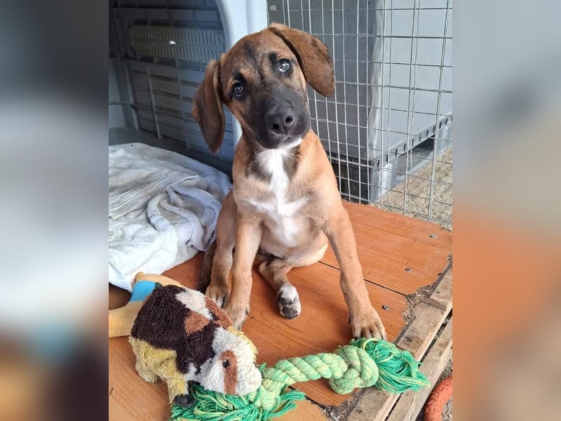 LOLA, eine wunderschöne stattliche Hündin