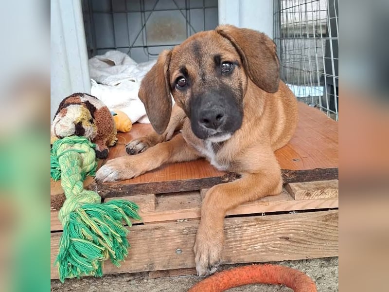 LOLA, eine wunderschöne stattliche Hündin