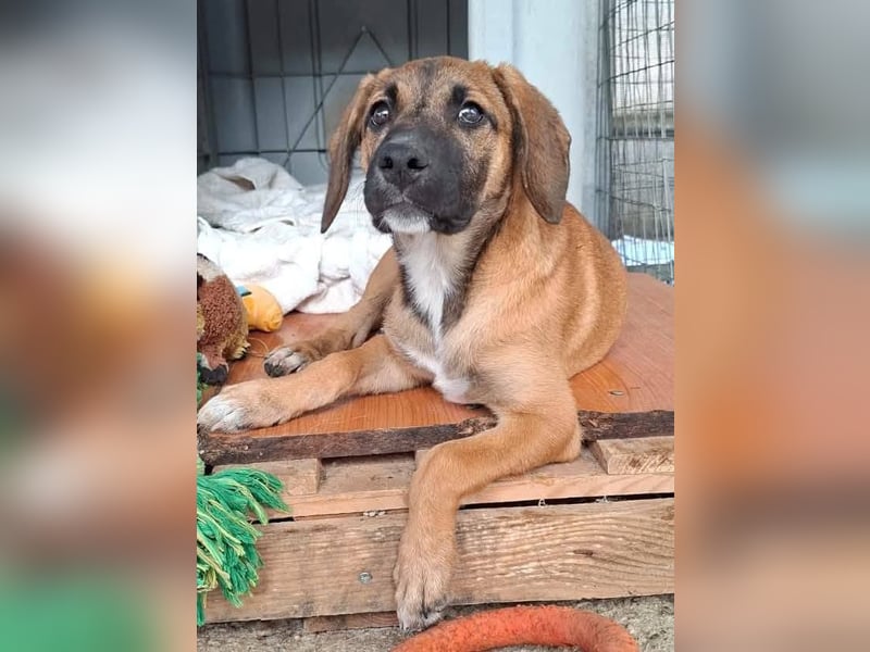 LOLA, eine wunderschöne stattliche Hündin