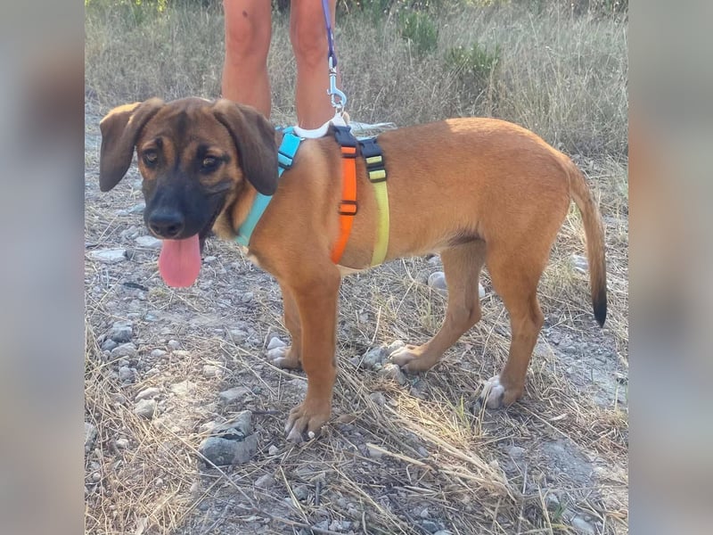 LOLA, eine wunderschöne stattliche Hündin