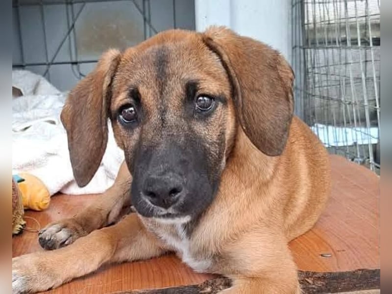 LOLA, eine wunderschöne stattliche Hündin
