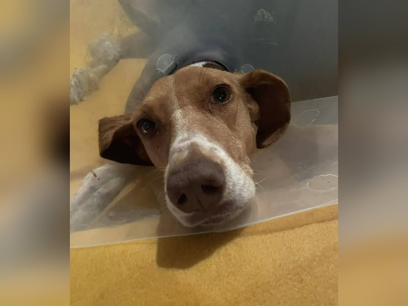 HERA, ein 3Beinchen, aber eine ganz besondere Hündin