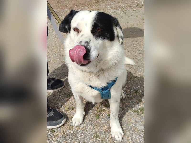 Leider sucht Rocky unverschuldet wieder