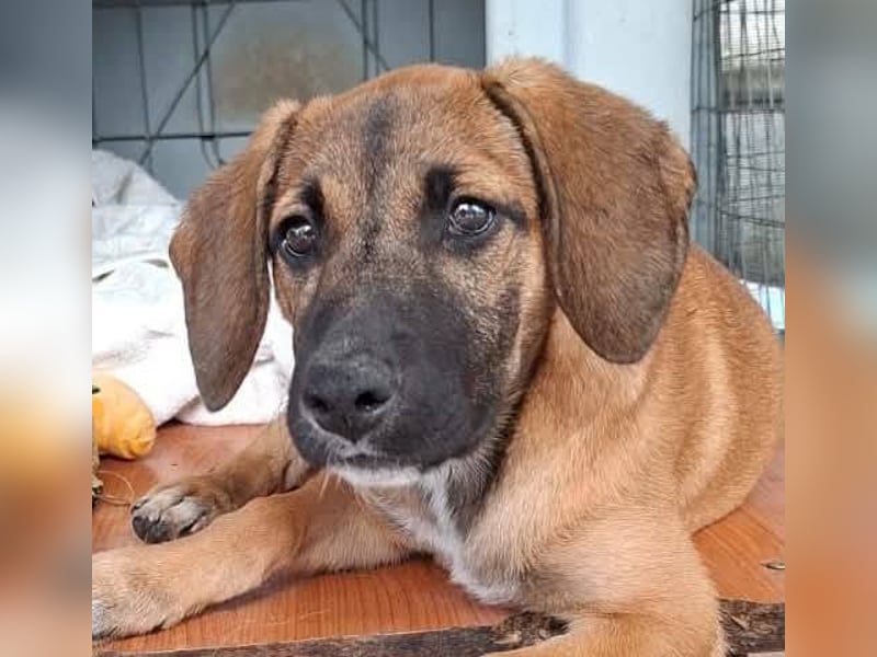 LOLA, eine wunderschöne stattliche Hündin