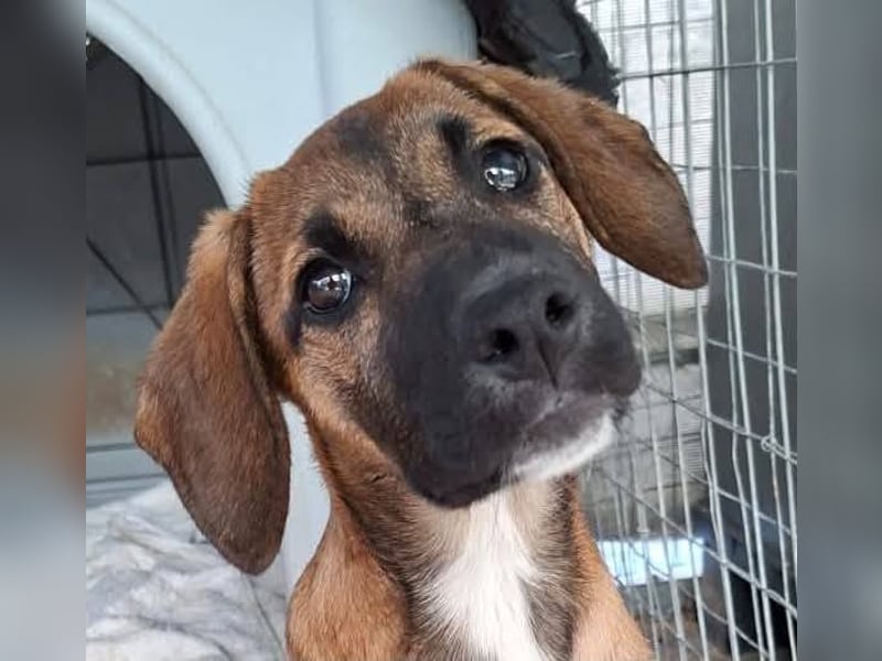 LOLA, eine wunderschöne stattliche Hündin
