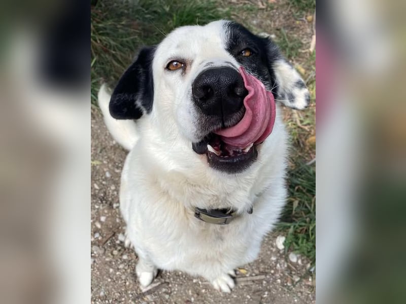 Leider sucht Rocky unverschuldet wieder