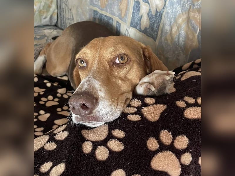 HERA, ein 3Beinchen, aber eine ganz besondere Hündin