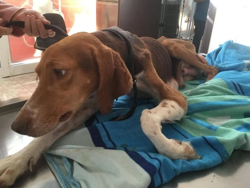 HERA, ein 3Beinchen, aber eine ganz besondere Hündin