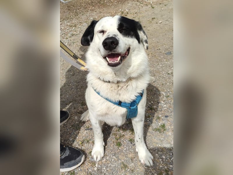 Leider sucht Rocky unverschuldet wieder