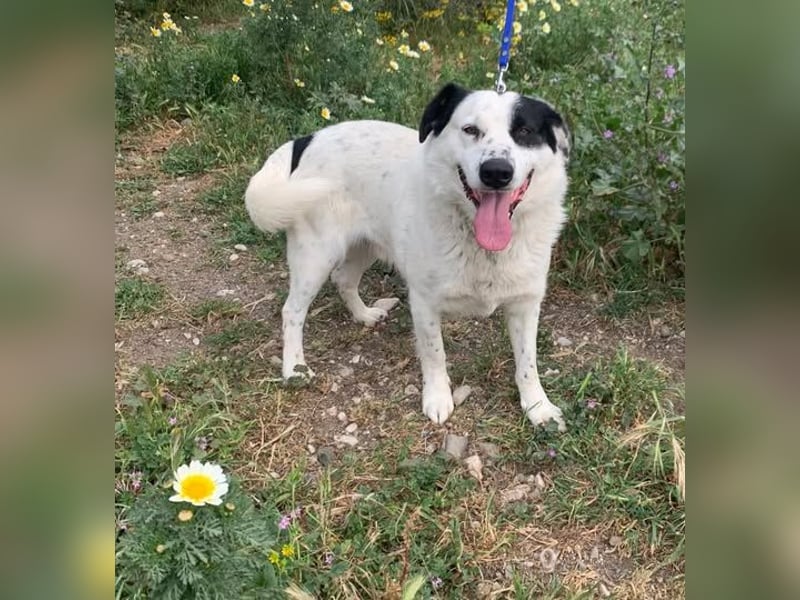 Leider sucht Rocky unverschuldet wieder