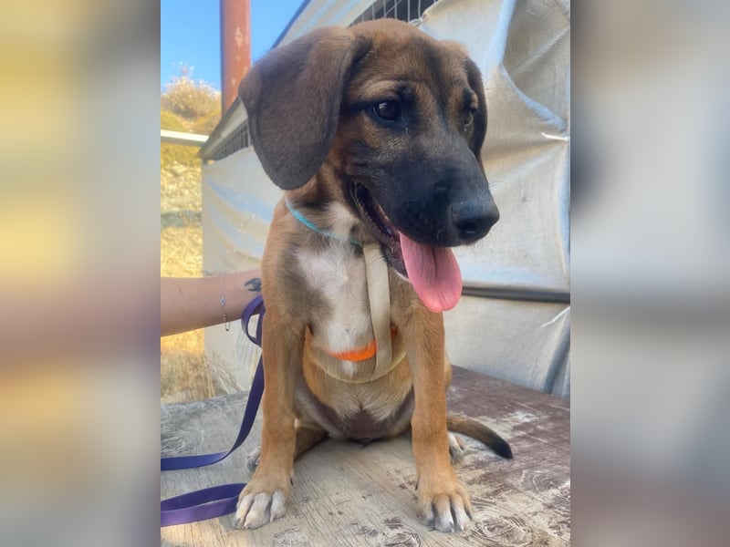 LOLA, eine wunderschöne stattliche Hündin
