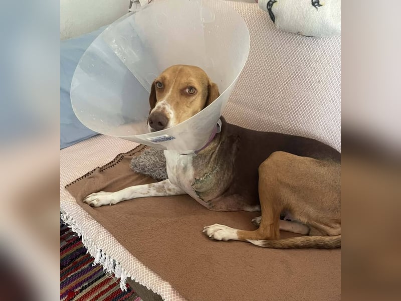 HERA, ein 3Beinchen, aber eine ganz besondere Hündin