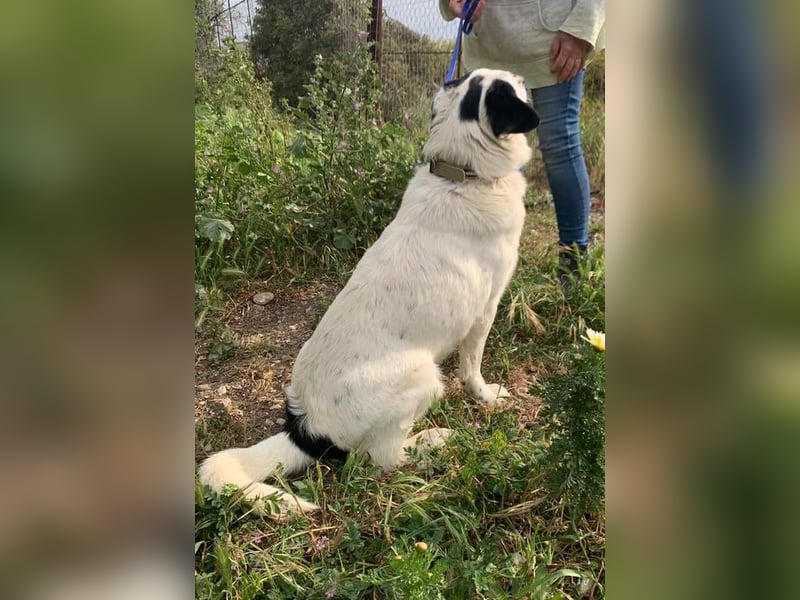 Leider sucht Rocky unverschuldet wieder