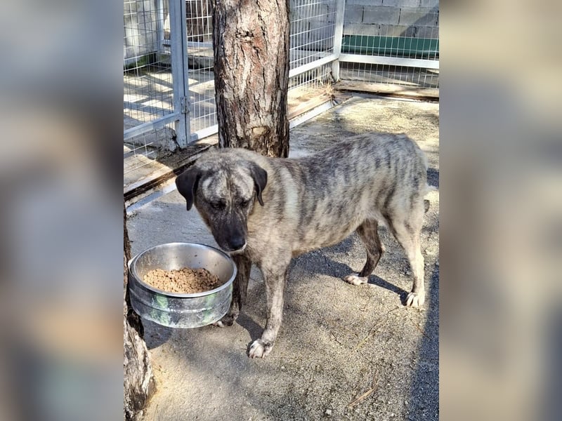 Sanfte große Maus MELINA sucht eine eigene Familie!