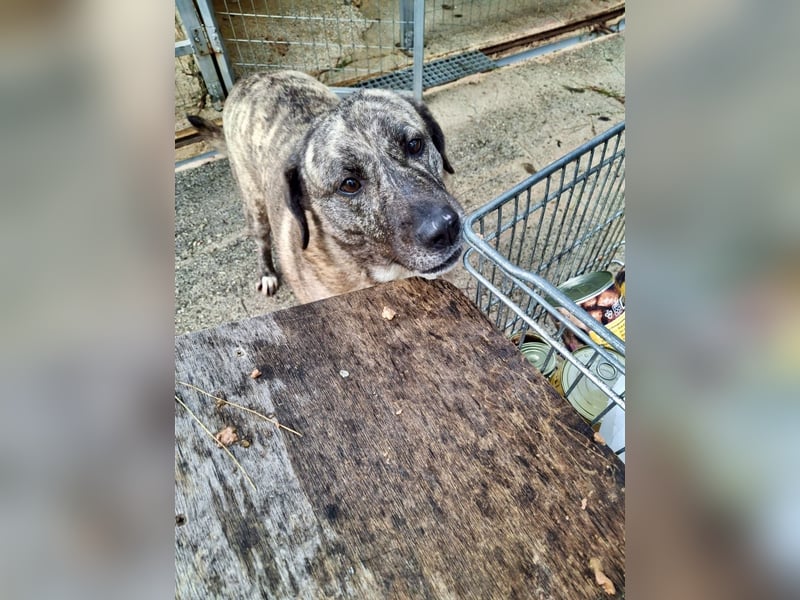 Sanfte große Maus MELINA sucht eine eigene Familie!