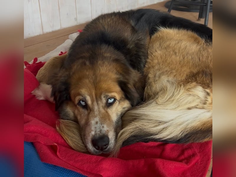 Die wunderhübsche Stella mit den blaunen Augen sucht eine Familie!