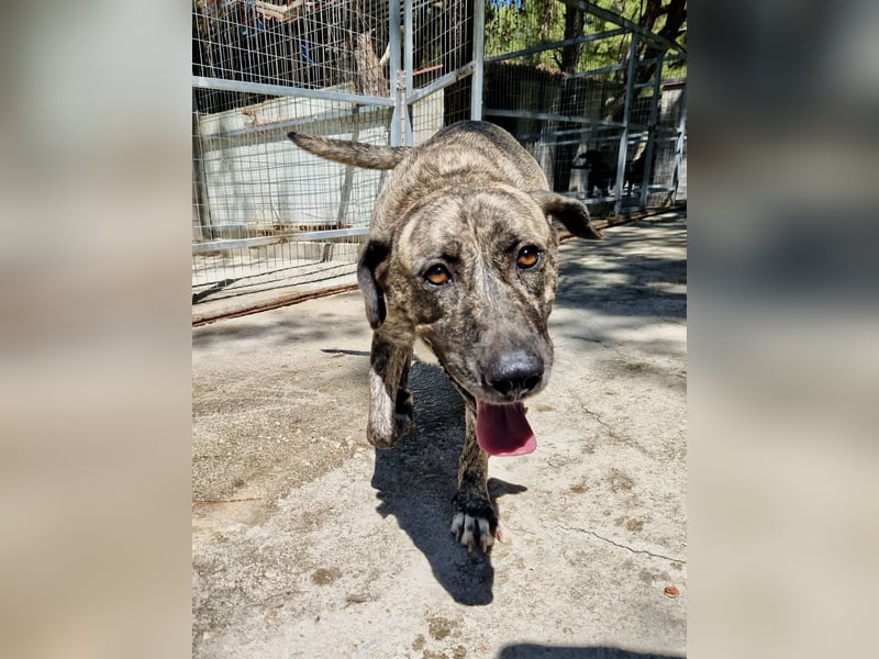 Sanfte große Maus MELINA sucht eine eigene Familie!