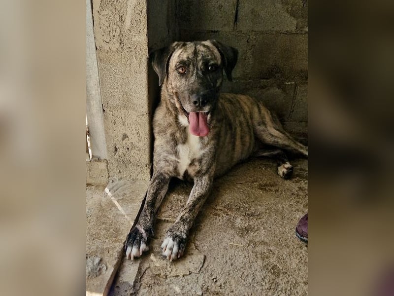 Sanfte große Maus MELINA sucht eine eigene Familie!